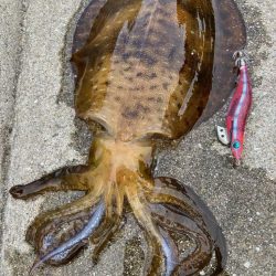 ん？あきらめムードからのイカパンチ！