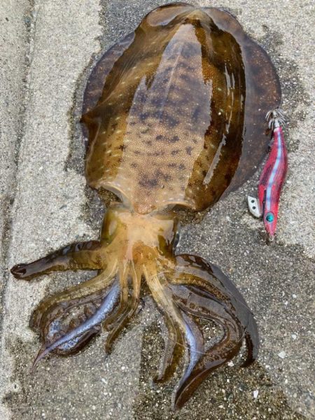 ん？あきらめムードからのイカパンチ！