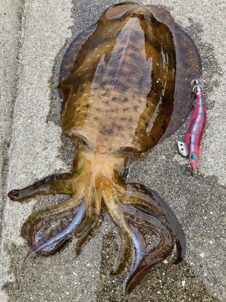 ん?あきらめムードからのイカパンチ!