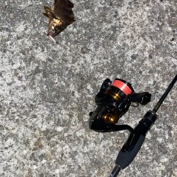 アジ調査(メバリング)