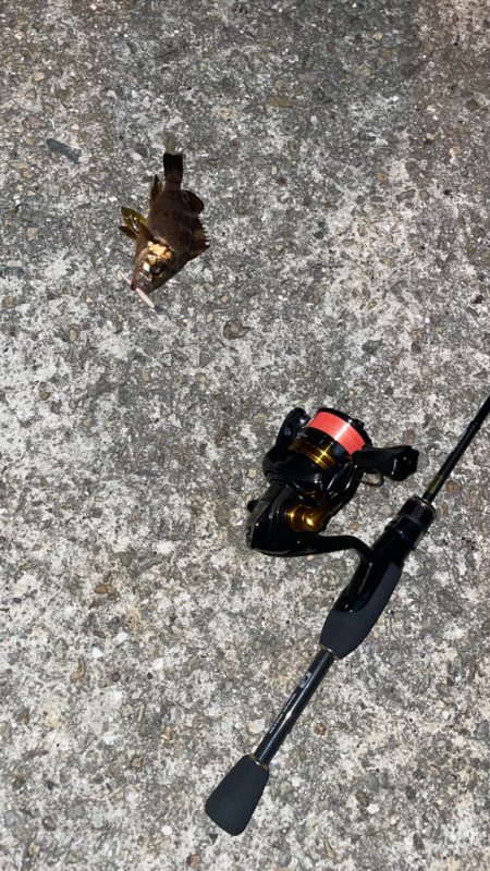 アジ調査(メバリング)