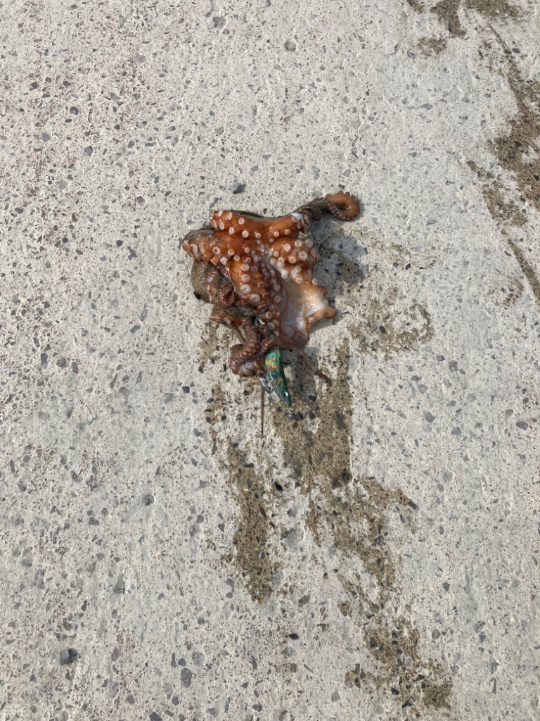 イカ釣りのはずが⁈
