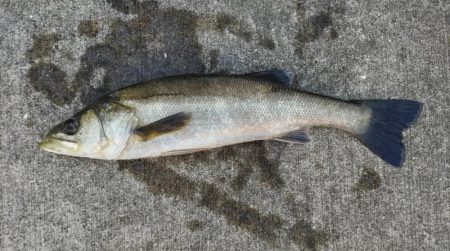 ポカポカの朝からエビ撒き