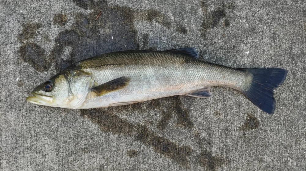ポカポカの朝からエビ撒き