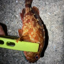 アジング、メバリング