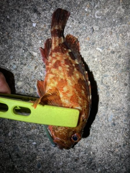 アジング、メバリング