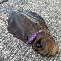 春イカ釣り納め