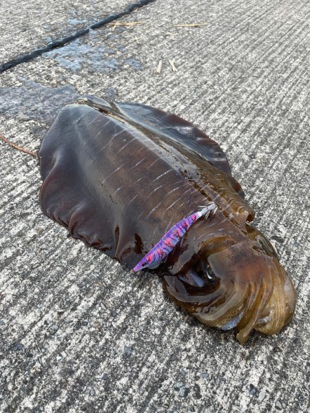 春イカ釣り納め