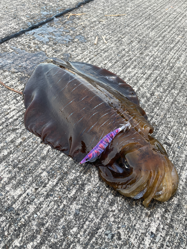 春イカ釣り納め