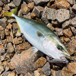 春アオリ狙い撃沈!ルアー投げたらハマチゲット!!