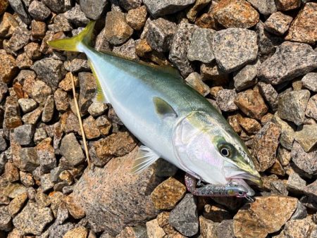 春アオリ狙い撃沈！ルアー投げたらハマチゲッ…