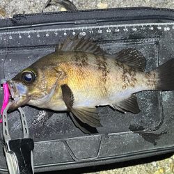 梅雨メバル不調！二見でメバリングするもアタリが無く激渋！！