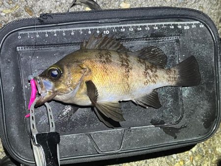 梅雨メバル不調！二見でメバリングするもアタ…