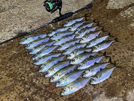 ２３ヴァンキッシュ１０００ＳＳＳＰＧ鱗付け…