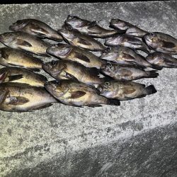 姫路でメバリング|梅雨メバル高活性で爆釣モード!