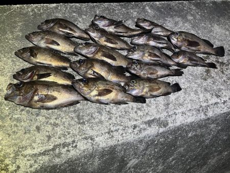 姫路でメバリング｜梅雨メバル高活性で爆釣モ…