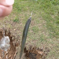 琵琶湖で小鮎釣り