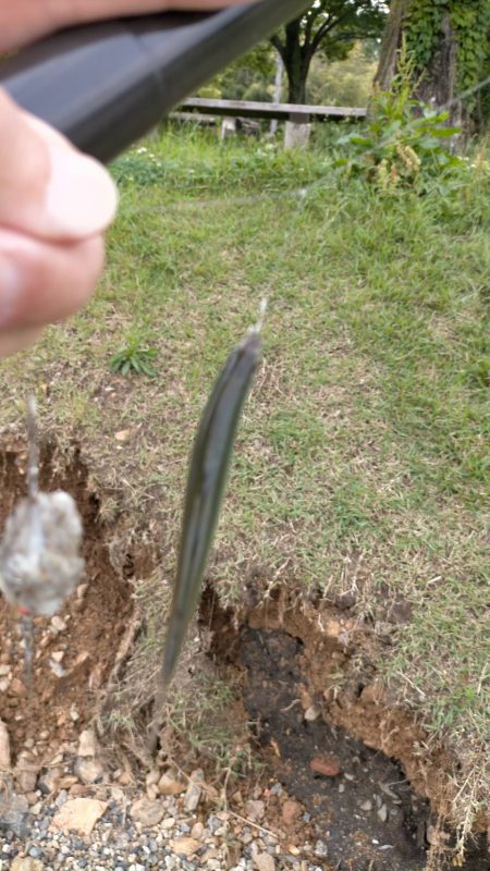 琵琶湖で小鮎釣り