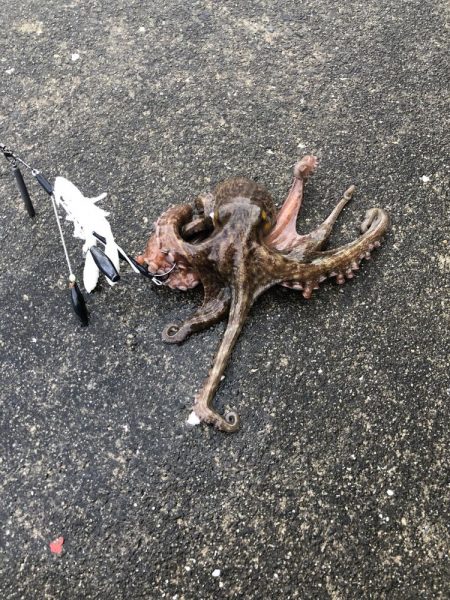 オクトパッシング