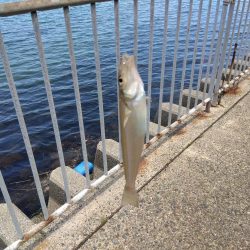 ちょい投げシロギス