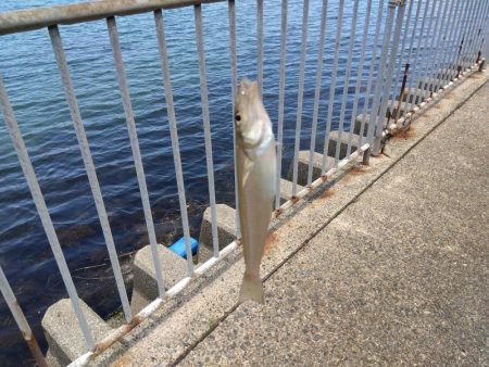 ちょい投げシロギス