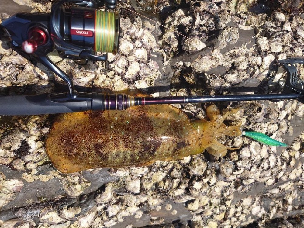 久々エギングIN対馬