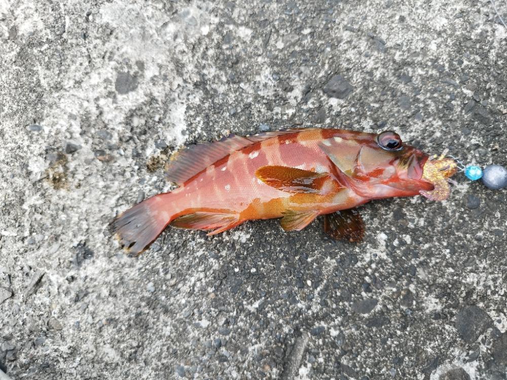 アカハタいたっ！！