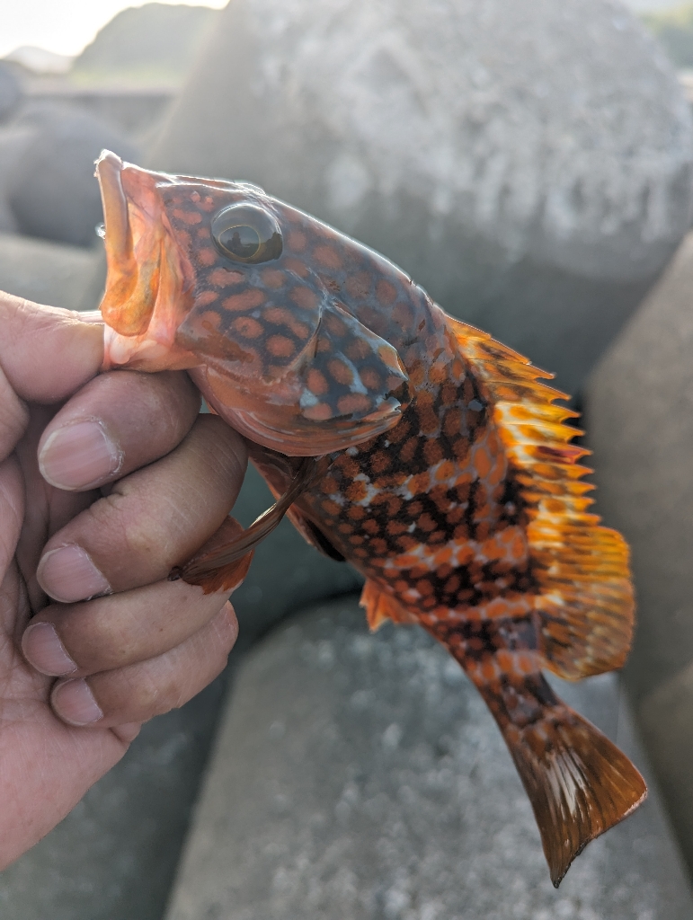 陸っぱり釣行記