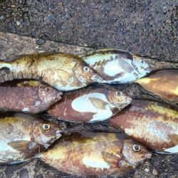 和歌山市江(吉丸渡船)でグレ釣り