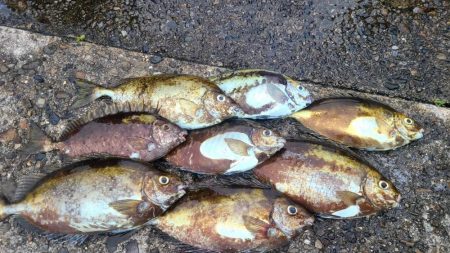 和歌山市江(吉丸渡船)でグレ釣り