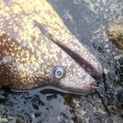 和歌山大引の磯でフカセ釣りのはずが・・