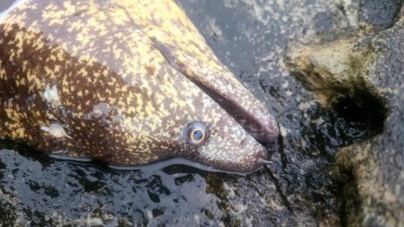 和歌山大引の磯でフカセ釣りのはずが・・
