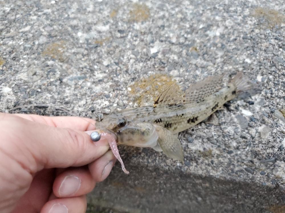 雨上がりの濁りからの深夜の釣行