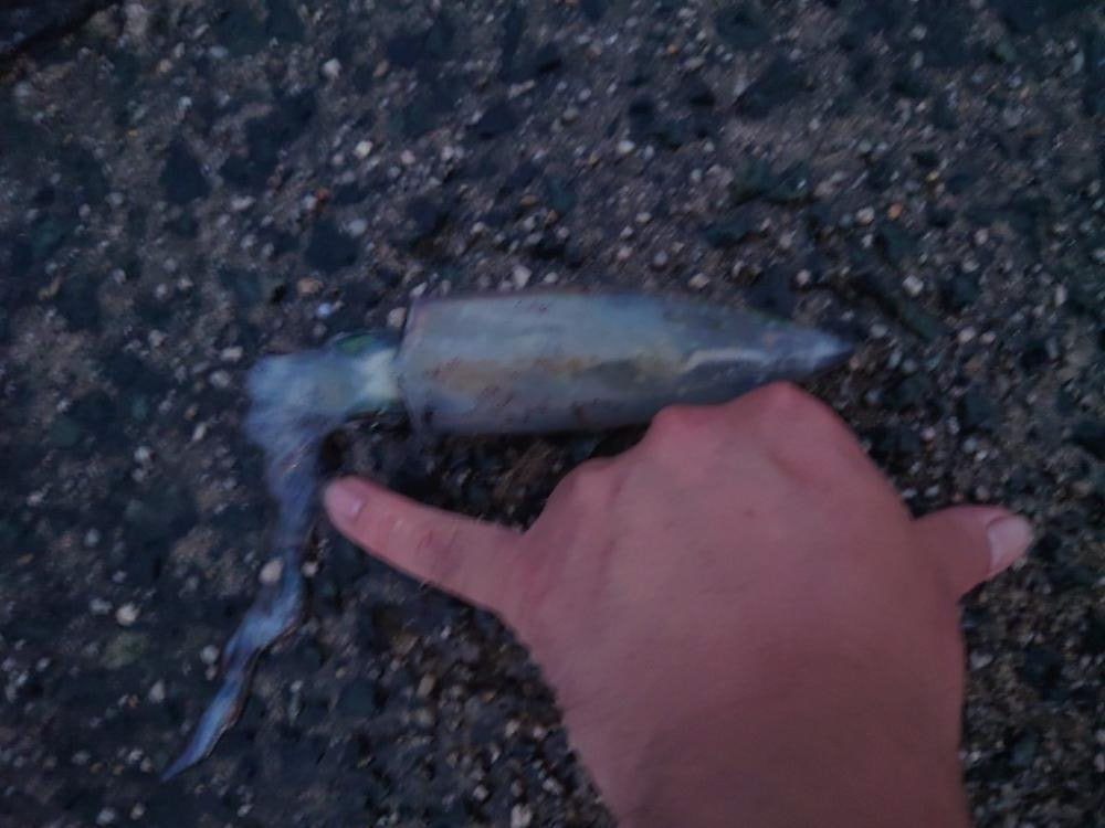 ポツリン、ポツリンエギング