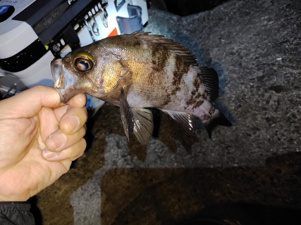 アジングメバリング@泉南