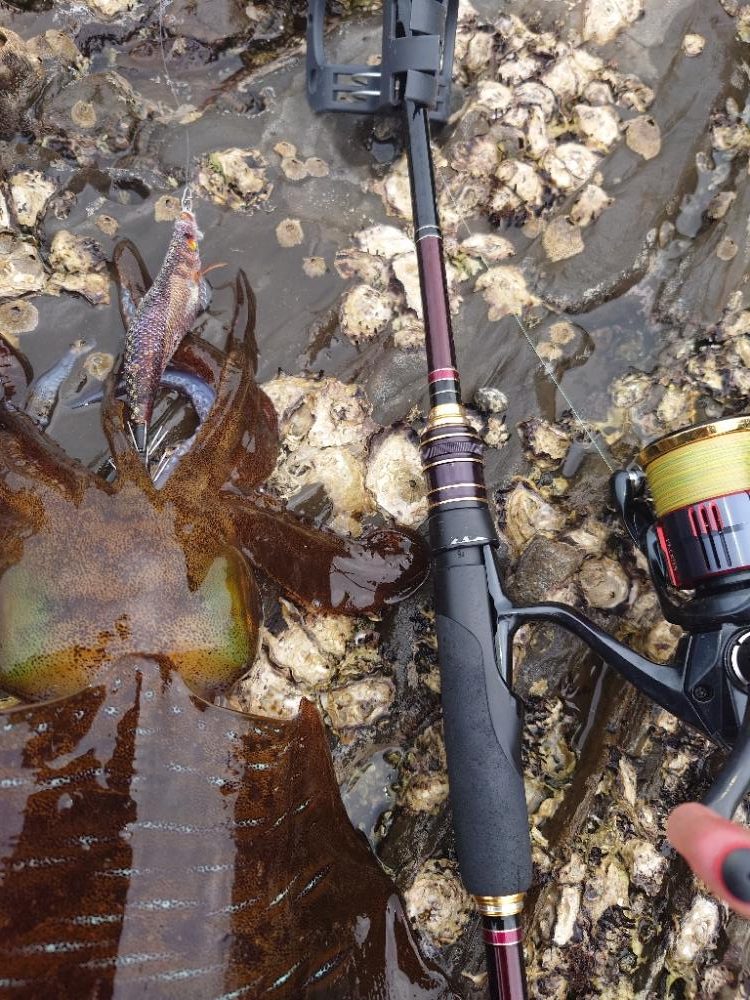 ランガンエギングIN対馬