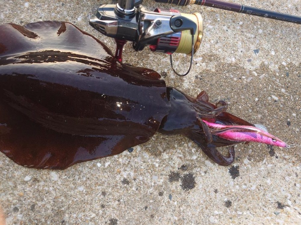 デイエギングIN対馬