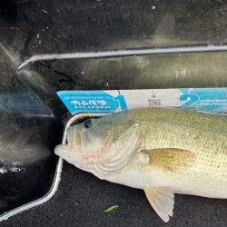 矢橋帰帆島沖46cm