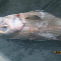 マルイカ　25杯　釣れました(^_-)-☆