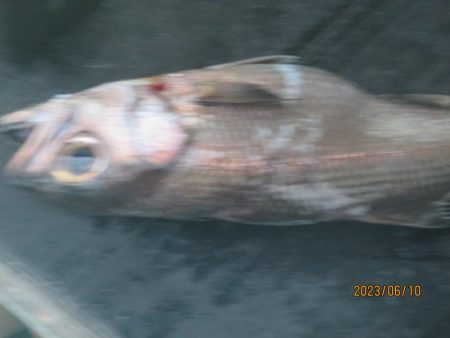 マルイカ　25杯　釣れました(^_-)-☆