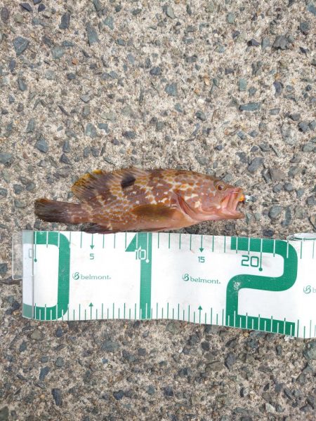 まだ小さいアコウ