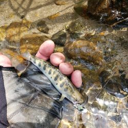 リベンジならず