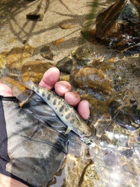 リベンジならず