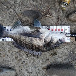 シーバスリベンジ