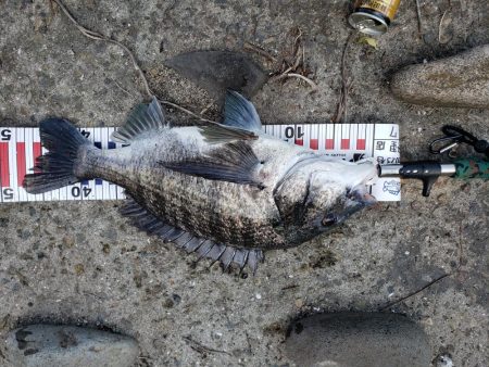 シーバスリベンジ