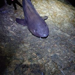 幻の高級魚!これも温暖化の影響??