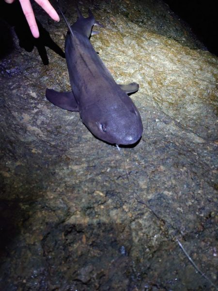 幻の高級魚!これも温暖化の影響??