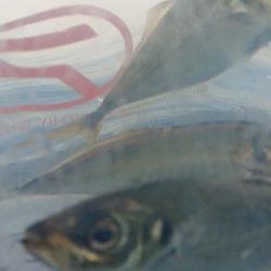 アジング難しい