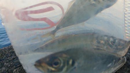 アジング難しい