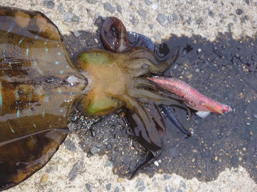 短時間エギングIN対馬